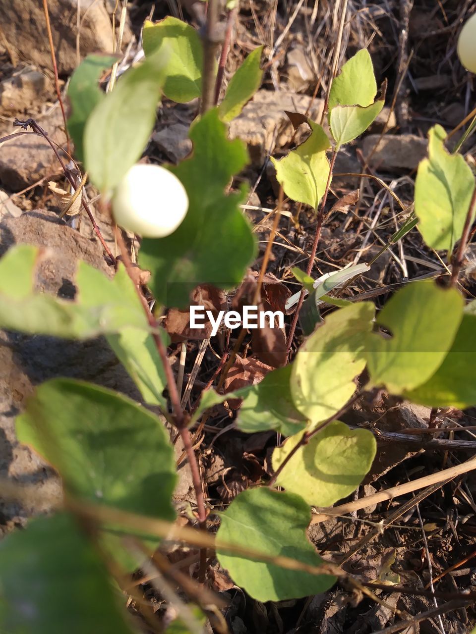 CLOSE-UP OF FRESH PLANT