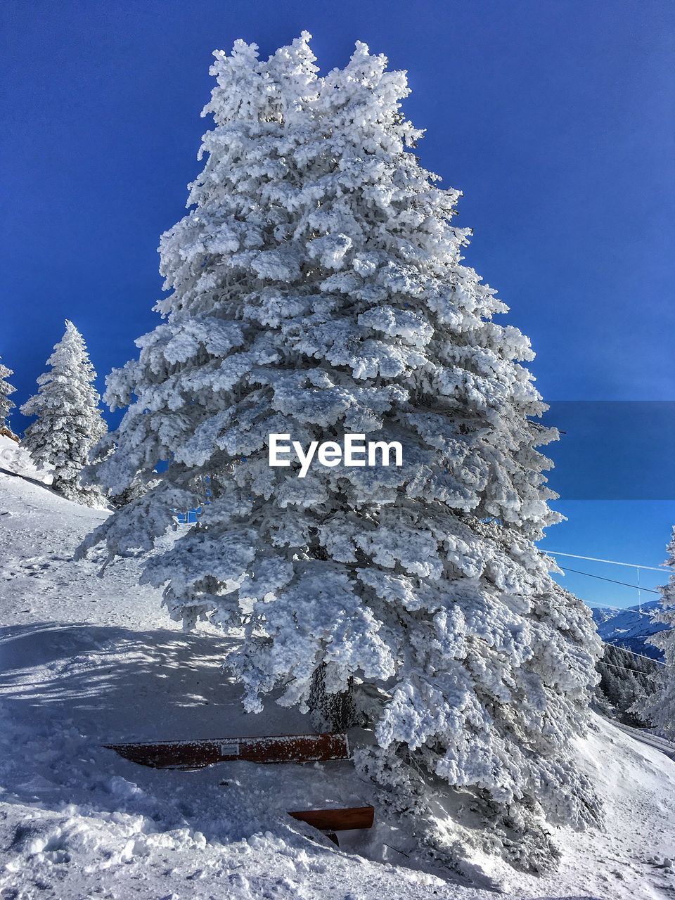 Low angle view of snowcapped tree against clear blue sky