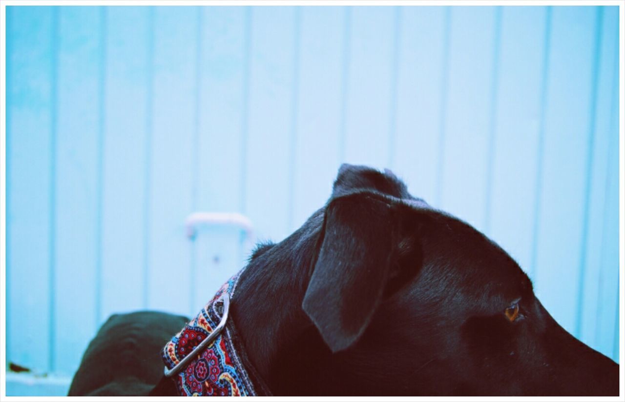 Close-up of a dog looking away