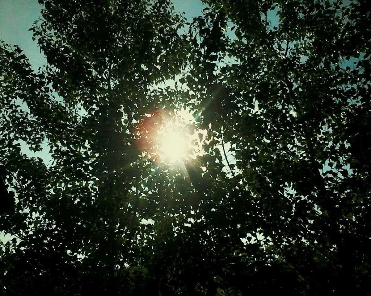 LOW ANGLE VIEW OF TREES AGAINST SKY IN FOREST