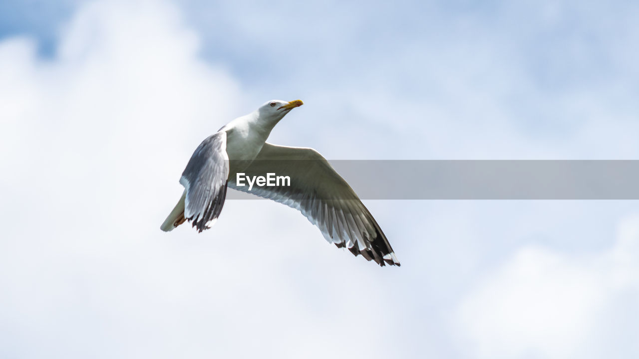 LOW ANGLE VIEW OF SEAGULLS FLYING