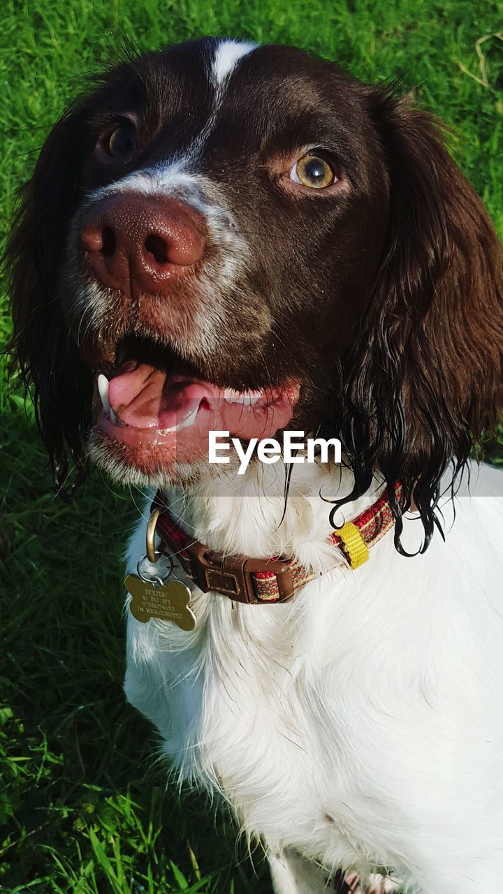 PORTRAIT OF DOG STANDING ON FIELD