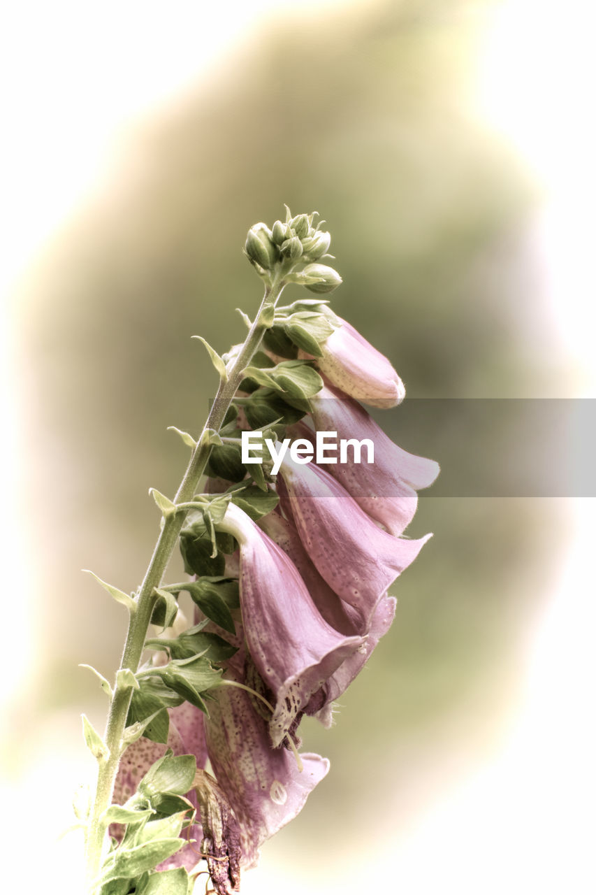 Close up of a beautiful flower in the garden at spring time in old photography style