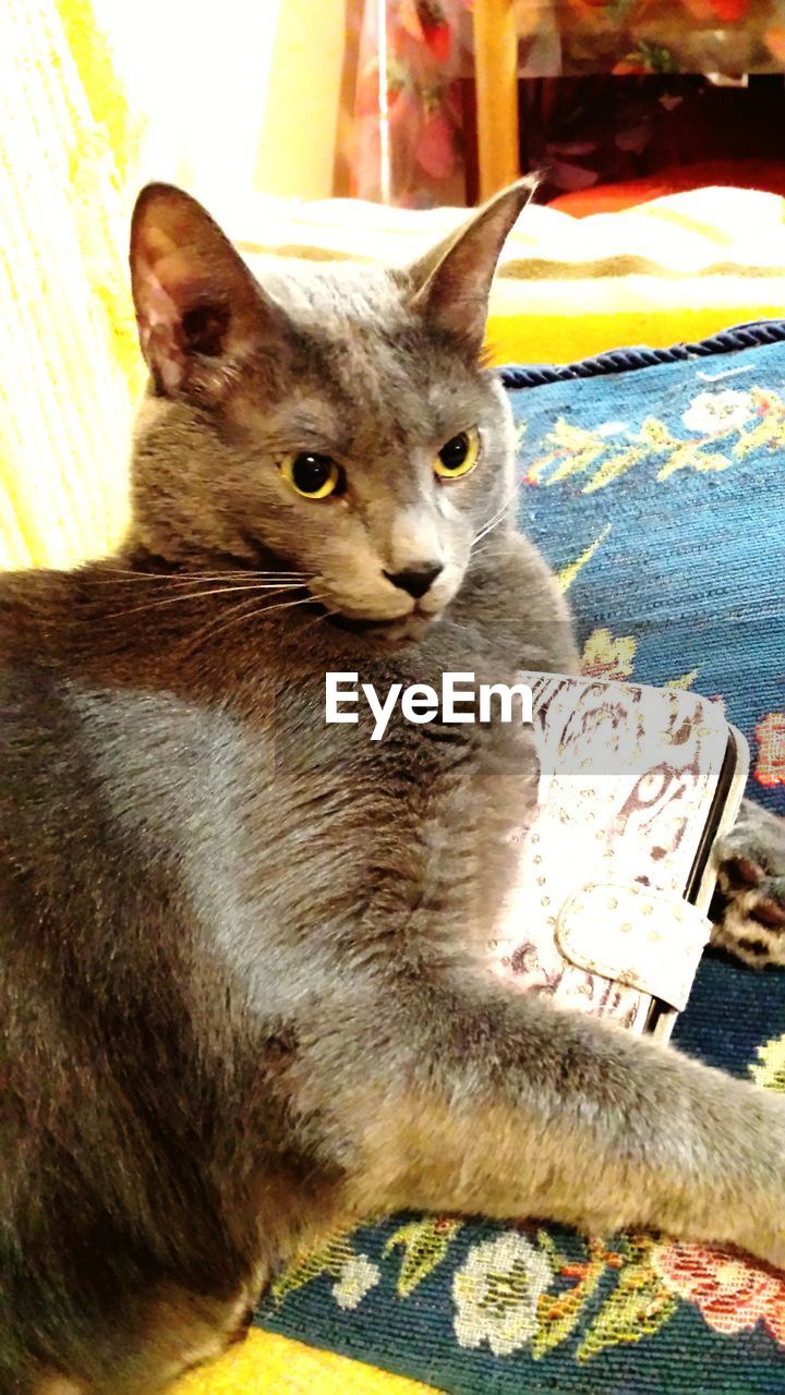 CLOSE-UP PORTRAIT OF CAT SITTING ON BED AT HOME