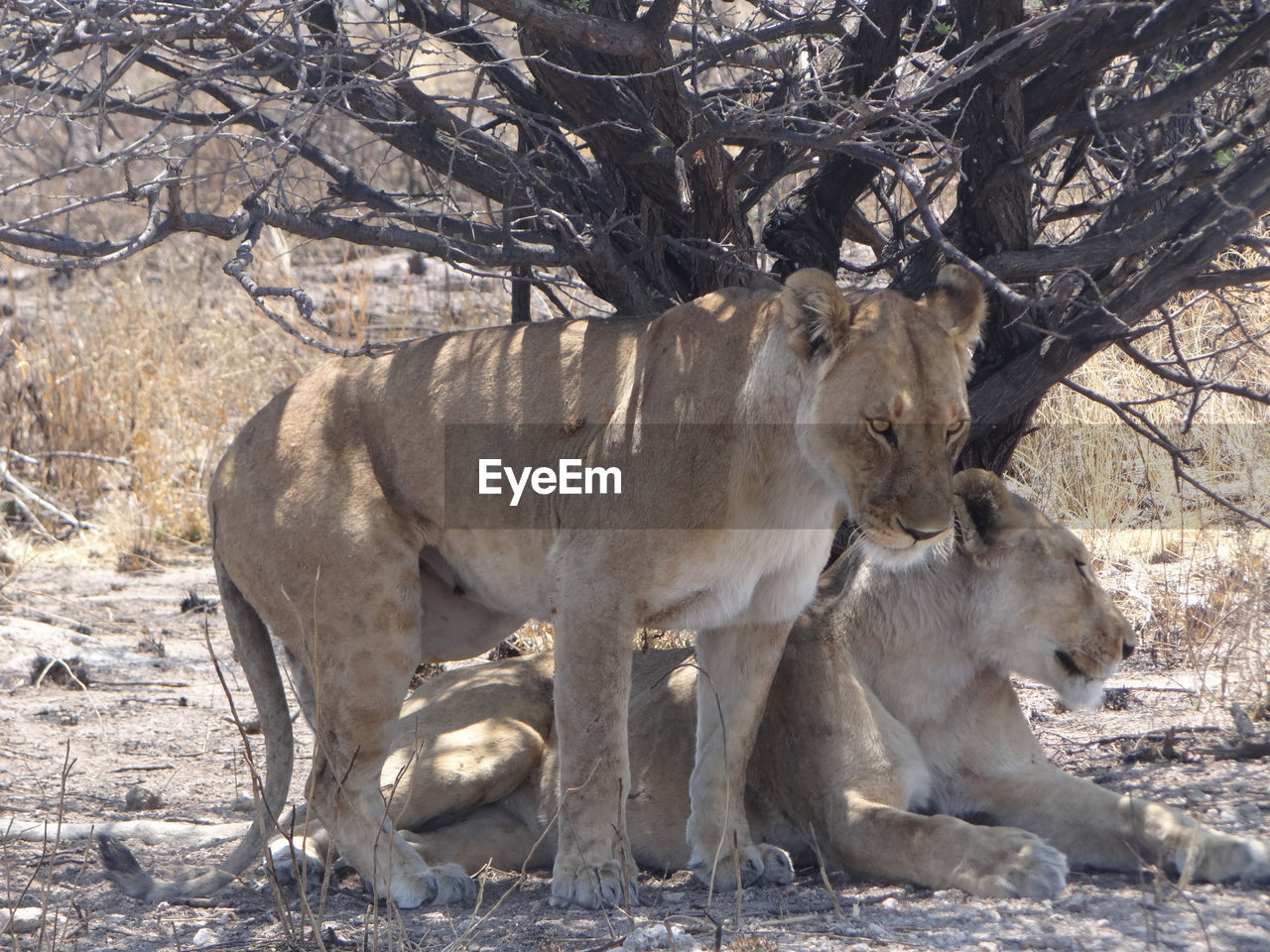 Two lions are resting under a bush in the etosha national park in namibia