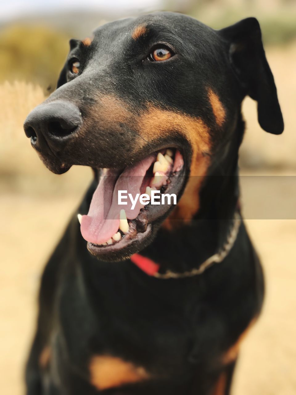 Close-up of black dog sticking out tongue