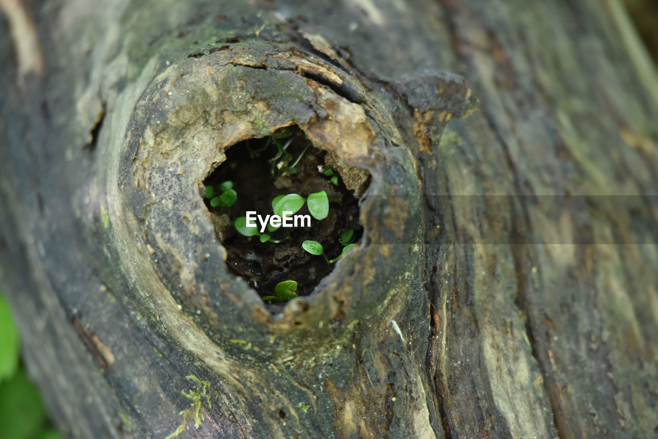 FULL FRAME SHOT OF TREE TRUNK WITH HOLE