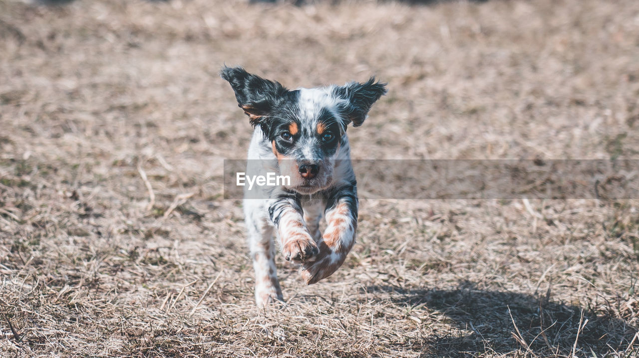 PORTRAIT OF DOG RUNNING ON STREET