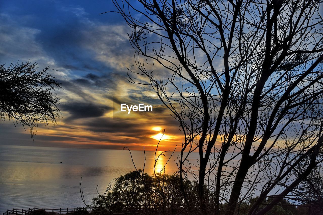 SILHOUETTE OF TREES AT SUNSET