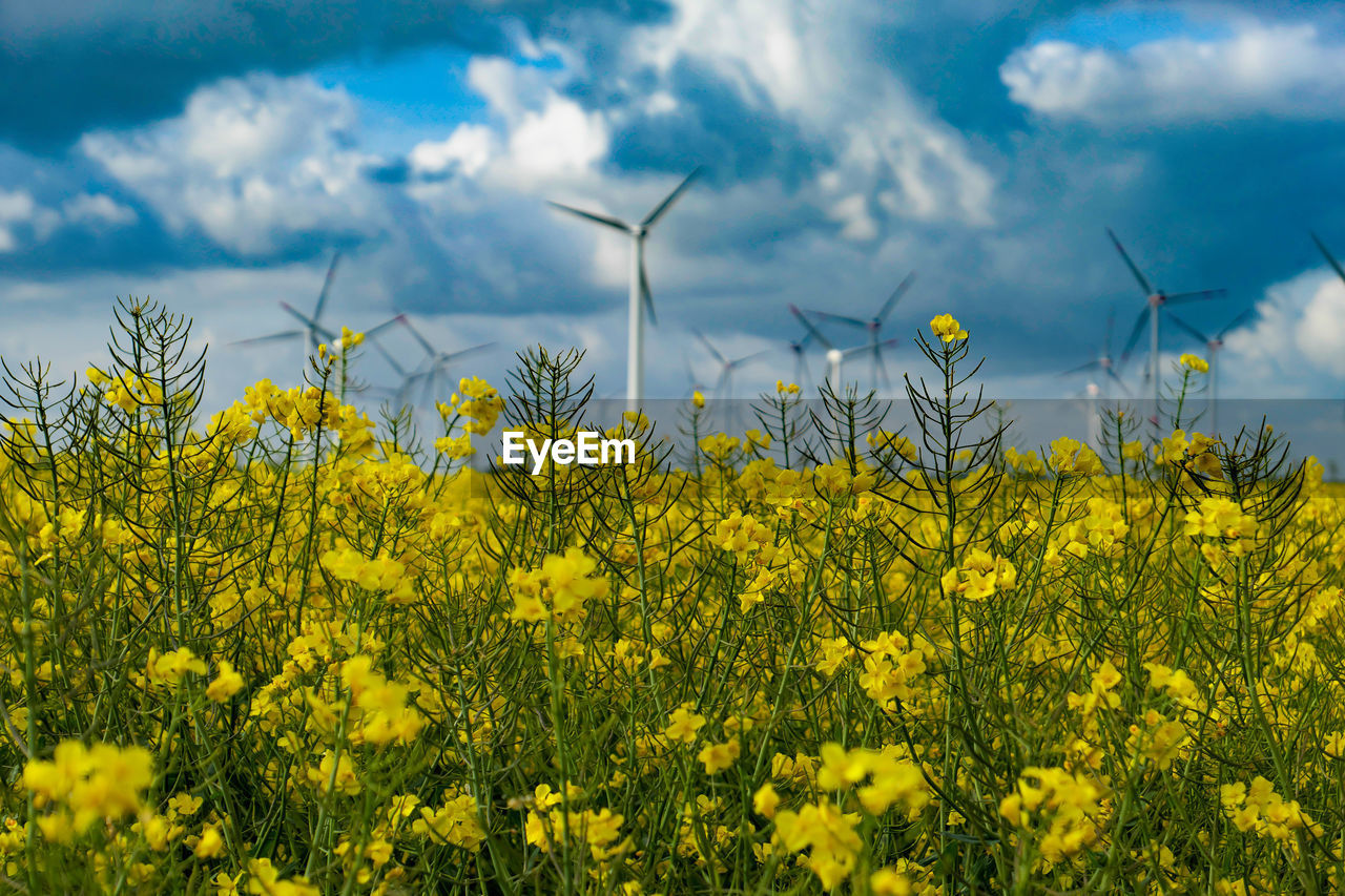 Yellow flowering plants on field against sky