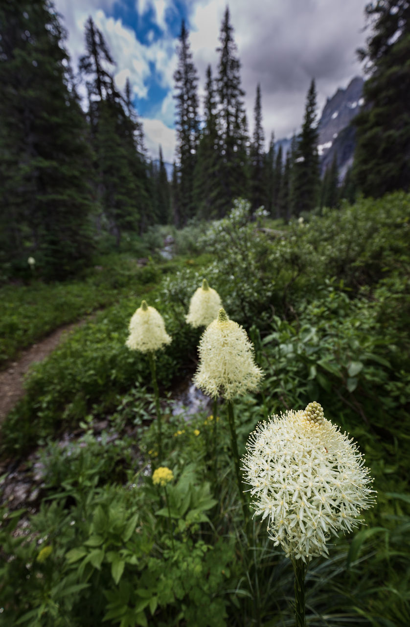 Close-up of flower growing on tree in forest