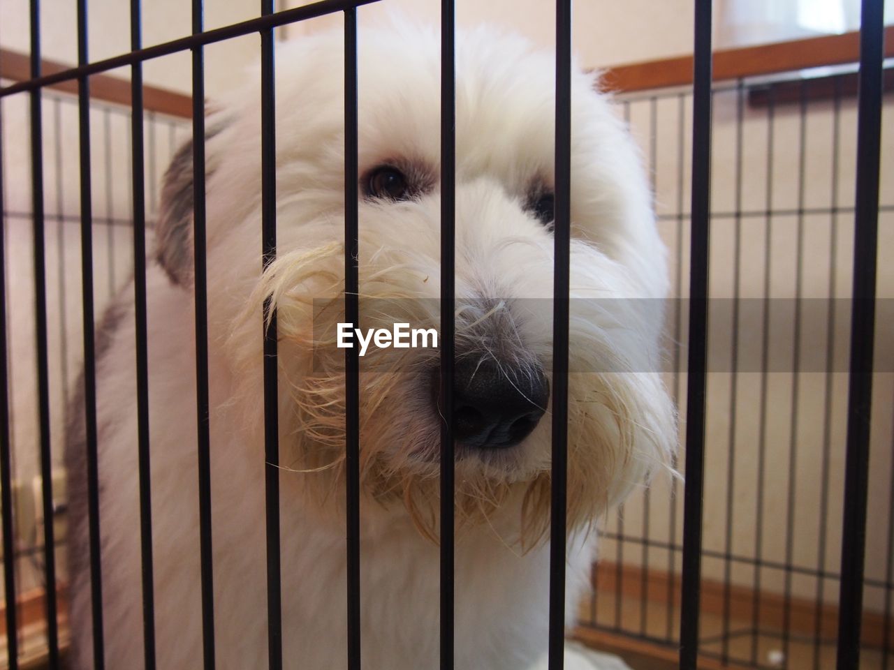 CLOSE-UP OF RABBIT IN CAGE