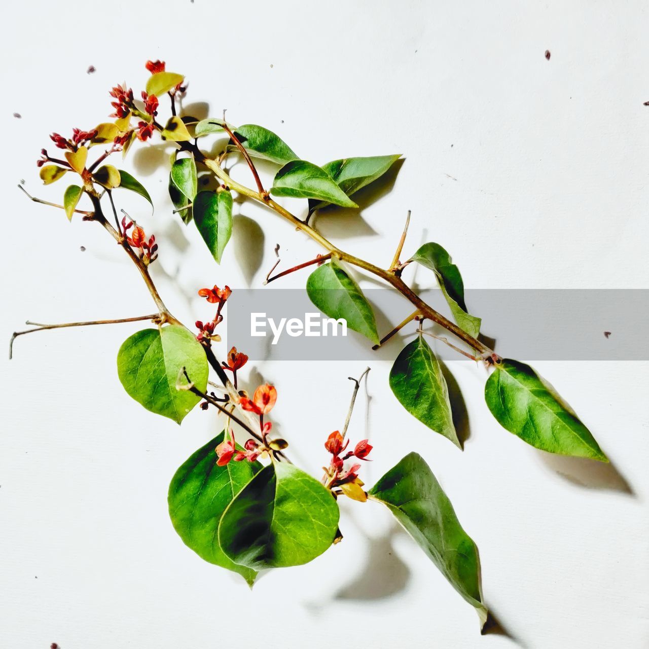 HIGH ANGLE VIEW OF PLANT AND WHITE ROSE