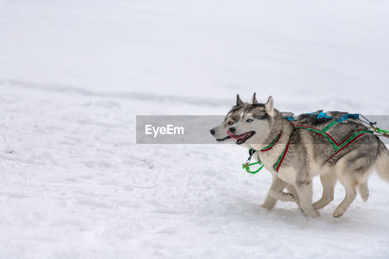 VIEW OF DOG ON SNOW