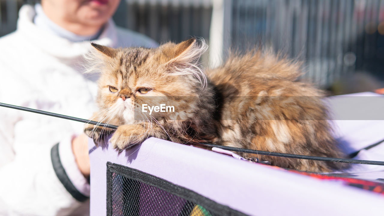 CLOSE-UP OF CAT LOOKING DOWN