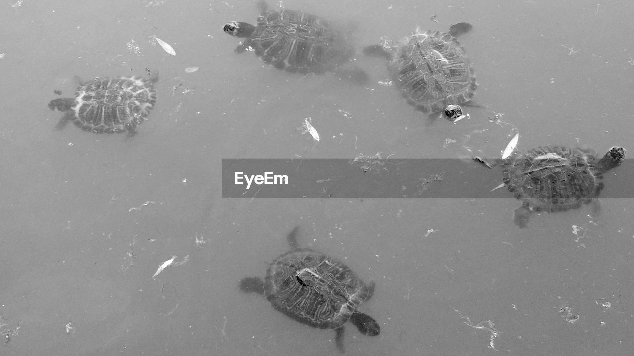 High angle view of turtles swimming in water