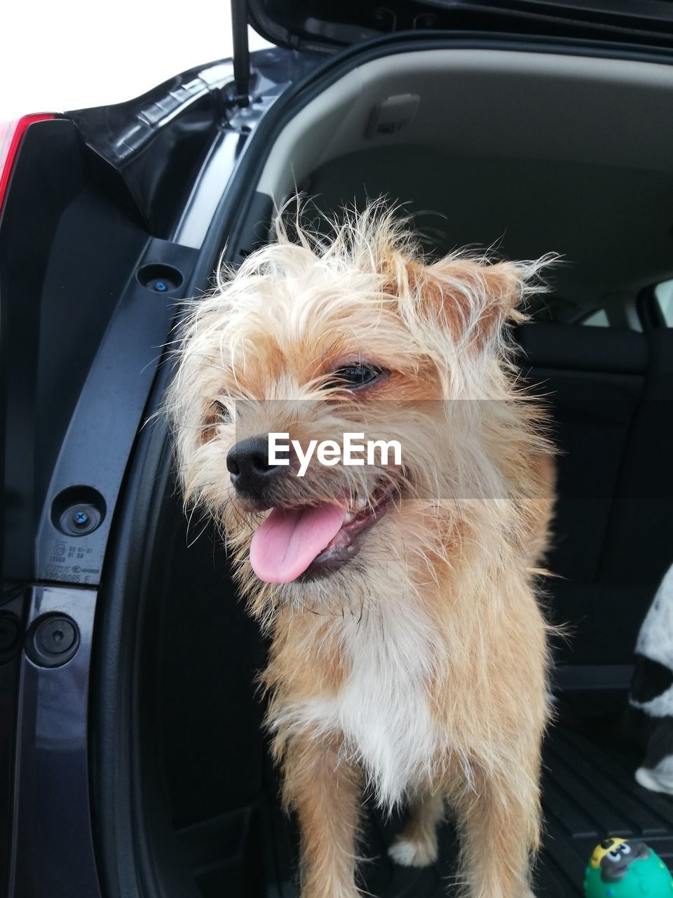 CLOSE-UP PORTRAIT OF A DOG