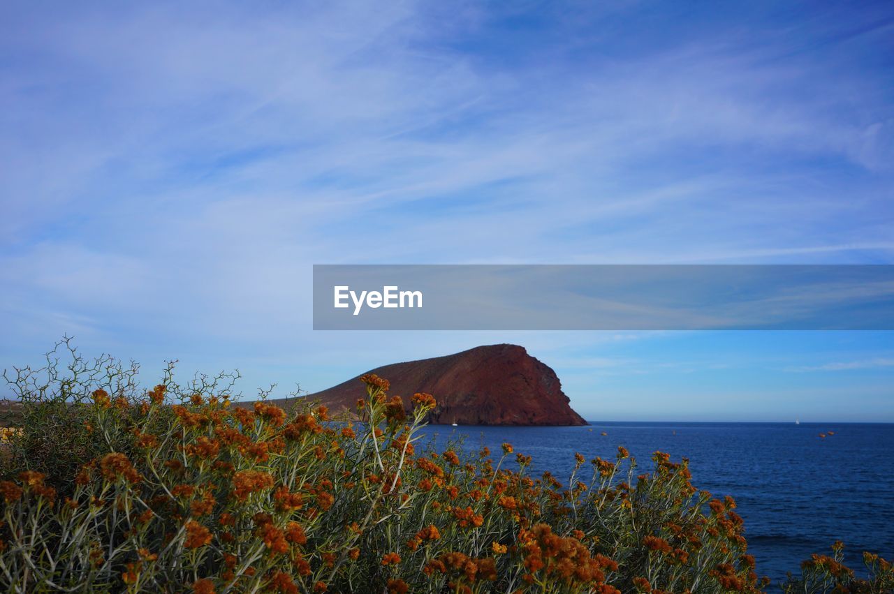 Plants growing on mountain by sea against sky