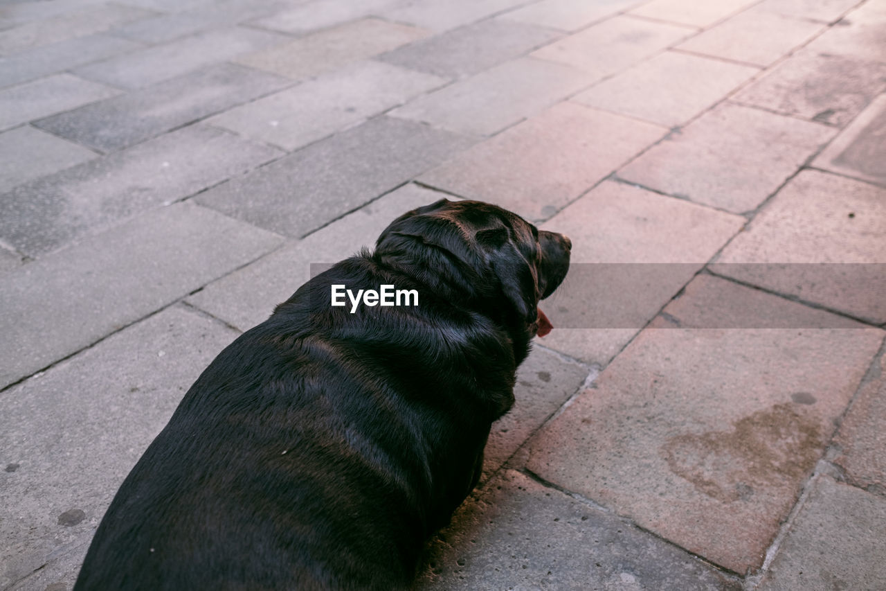 High angle view of dog on footpath