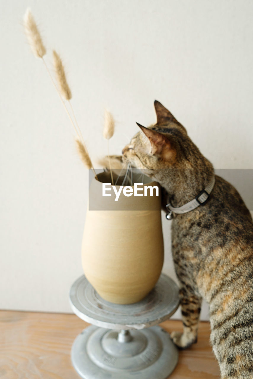 Disabled cat without eyes next to the vase