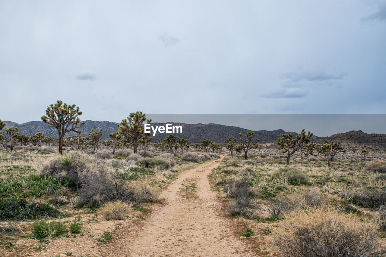 Pathway surrounded by desert shrubs and joshua trees to distant hills