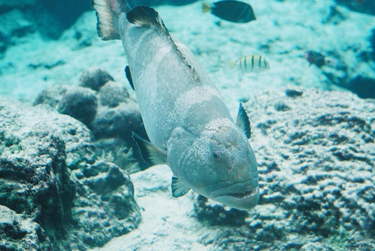 CLOSE-UP OF FISH UNDERWATER