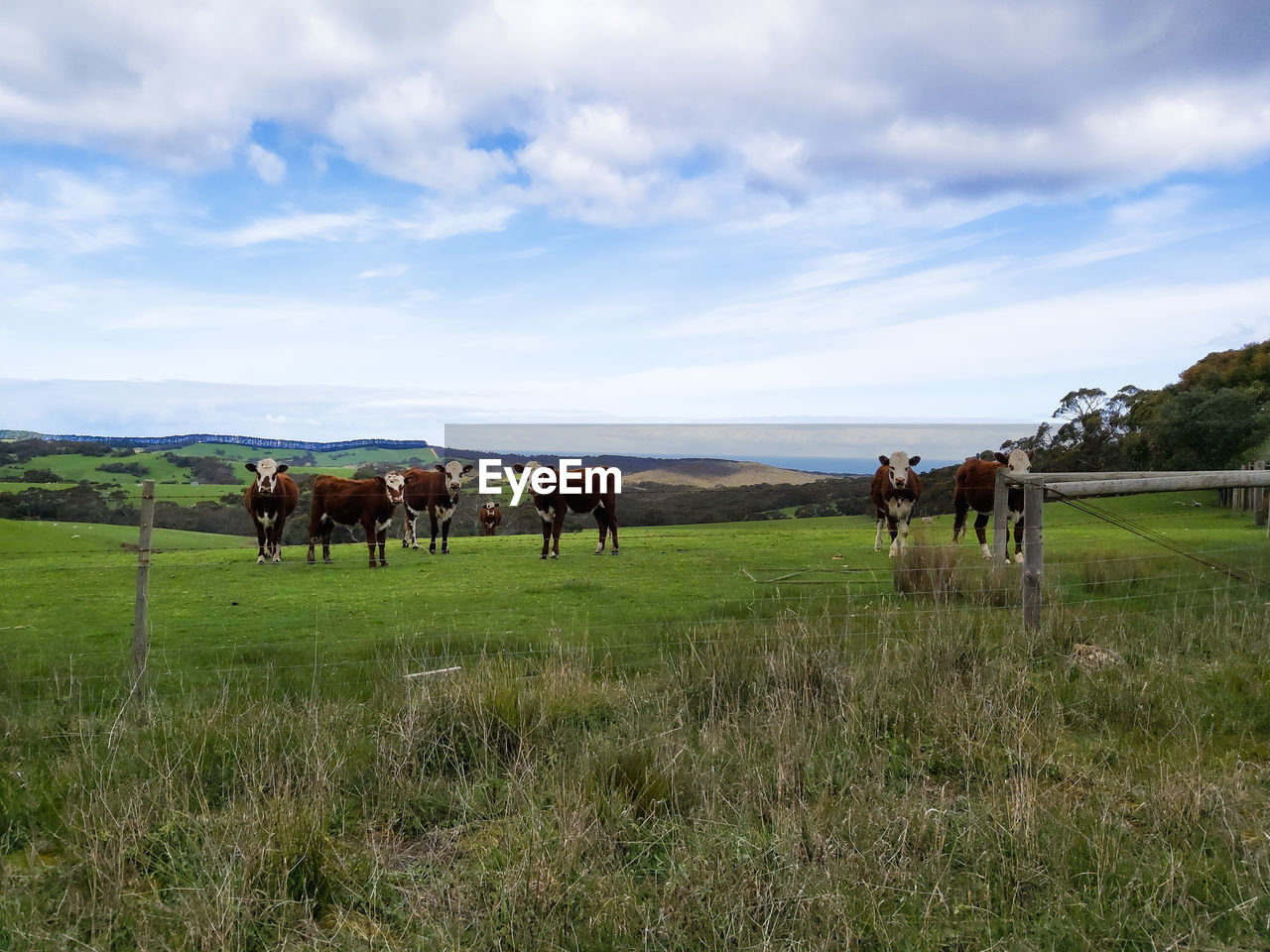 COWS GRAZING IN FIELD