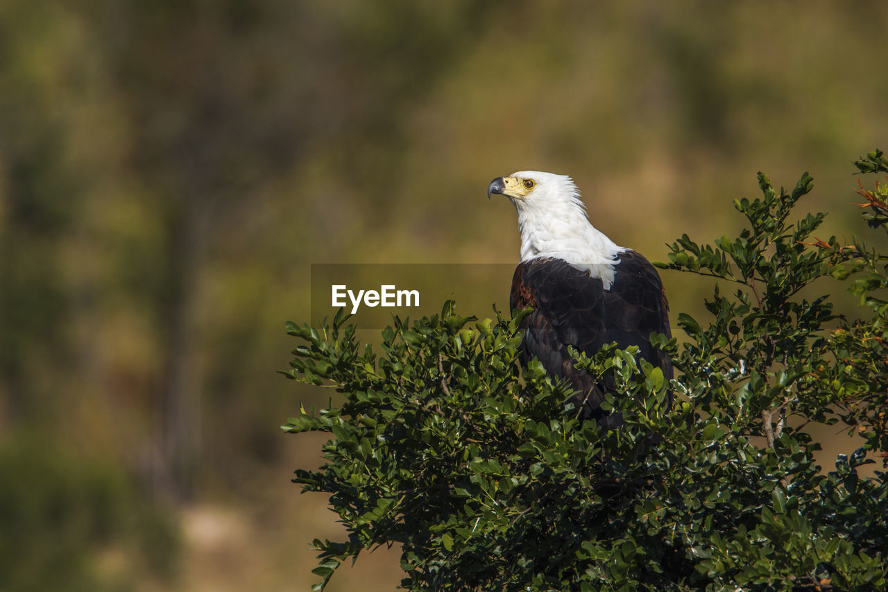 BIRD PERCHING ON TREE