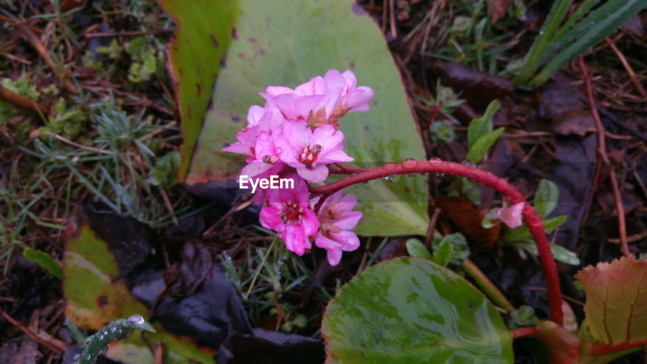 CLOSE-UP OF FLOWERS