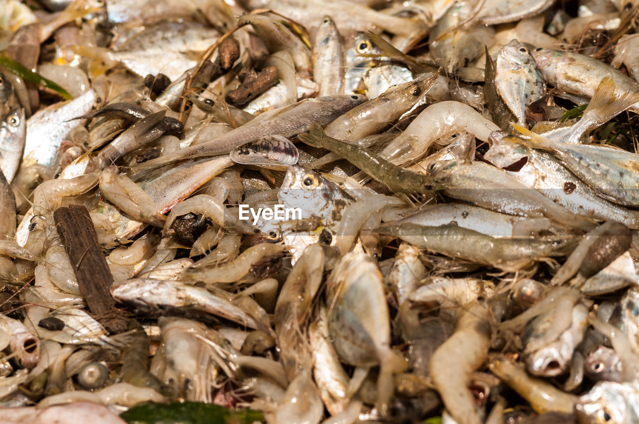 CLOSE-UP OF FISH FOR SALE IN MARKET