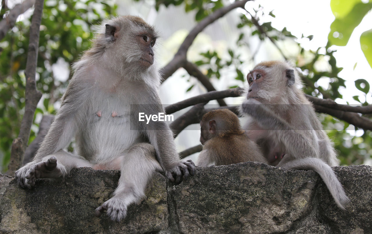 Close-up of monkey on tree branch