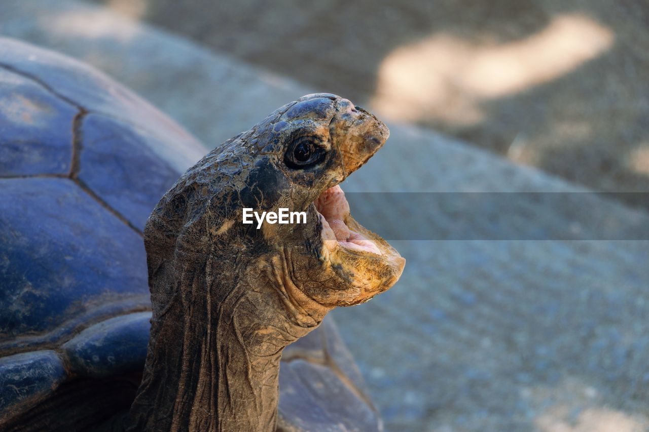 Close-up of angry tortoise with mouth open