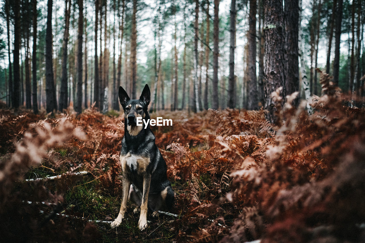 Portrait of dog in forest