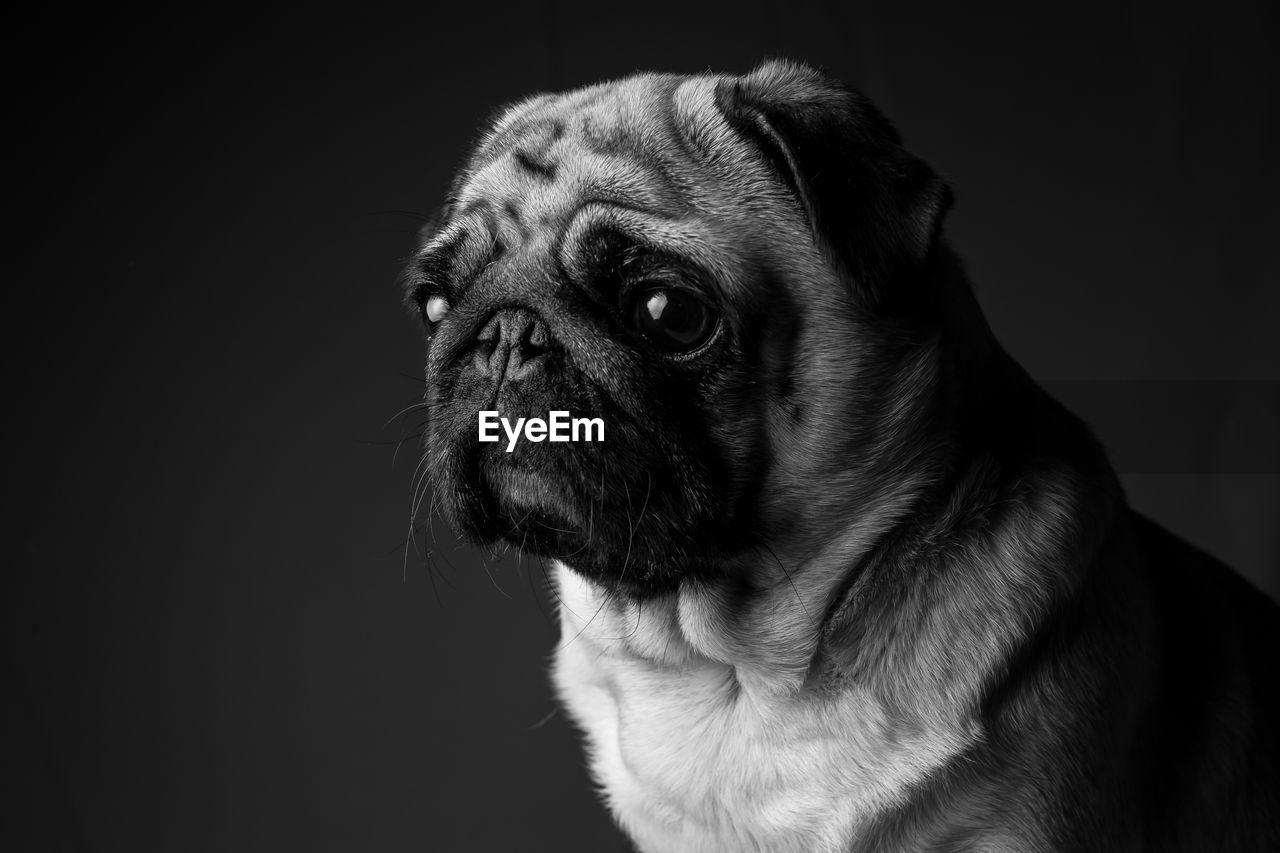 Close-up of pug looking away against wall