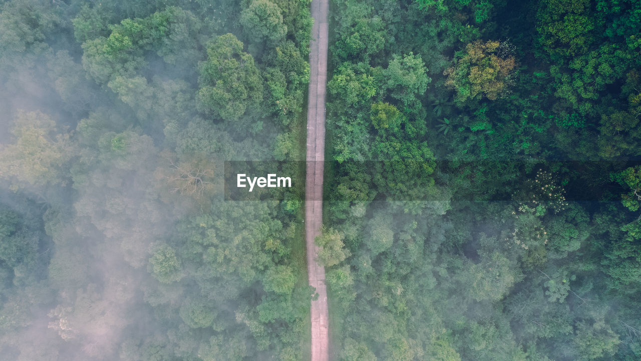 Aerial view of road amidst trees in forest