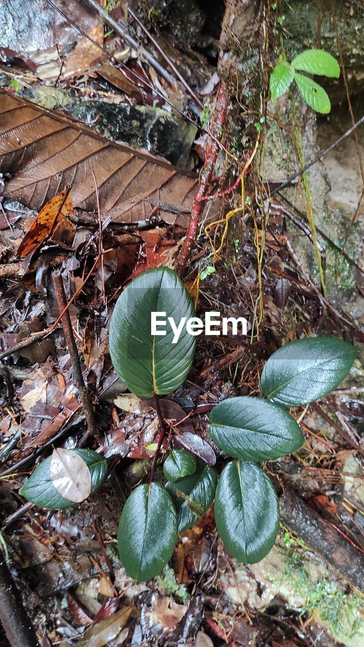 HIGH ANGLE VIEW OF DRY LEAVES ON FIELD