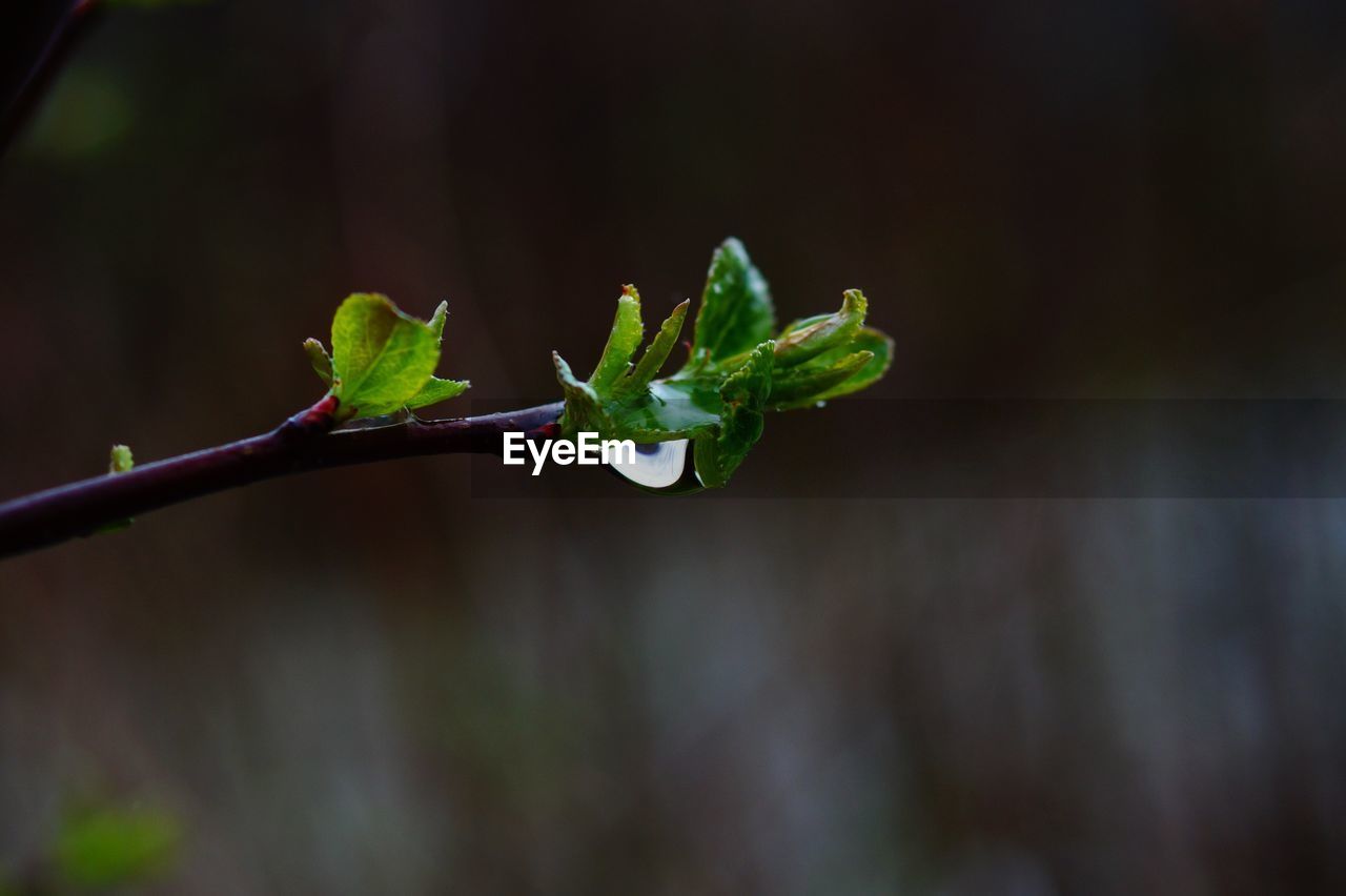 Close-up of green leaves