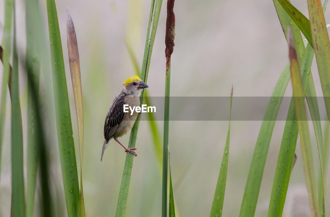 close-up of bird perching on branch