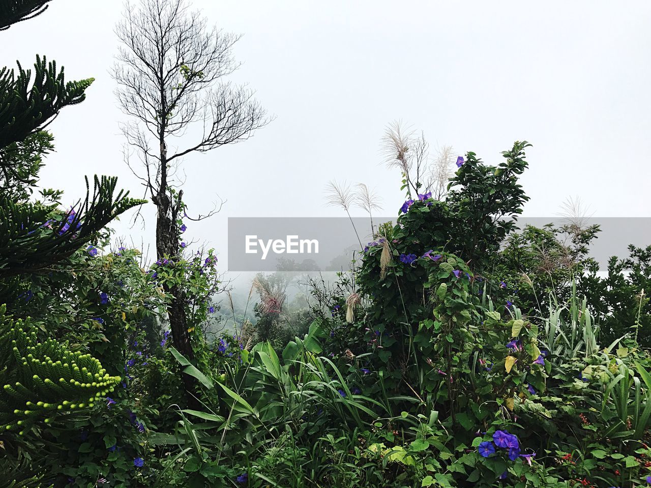 LOW ANGLE VIEW OF FLOWERS AGAINST TREES