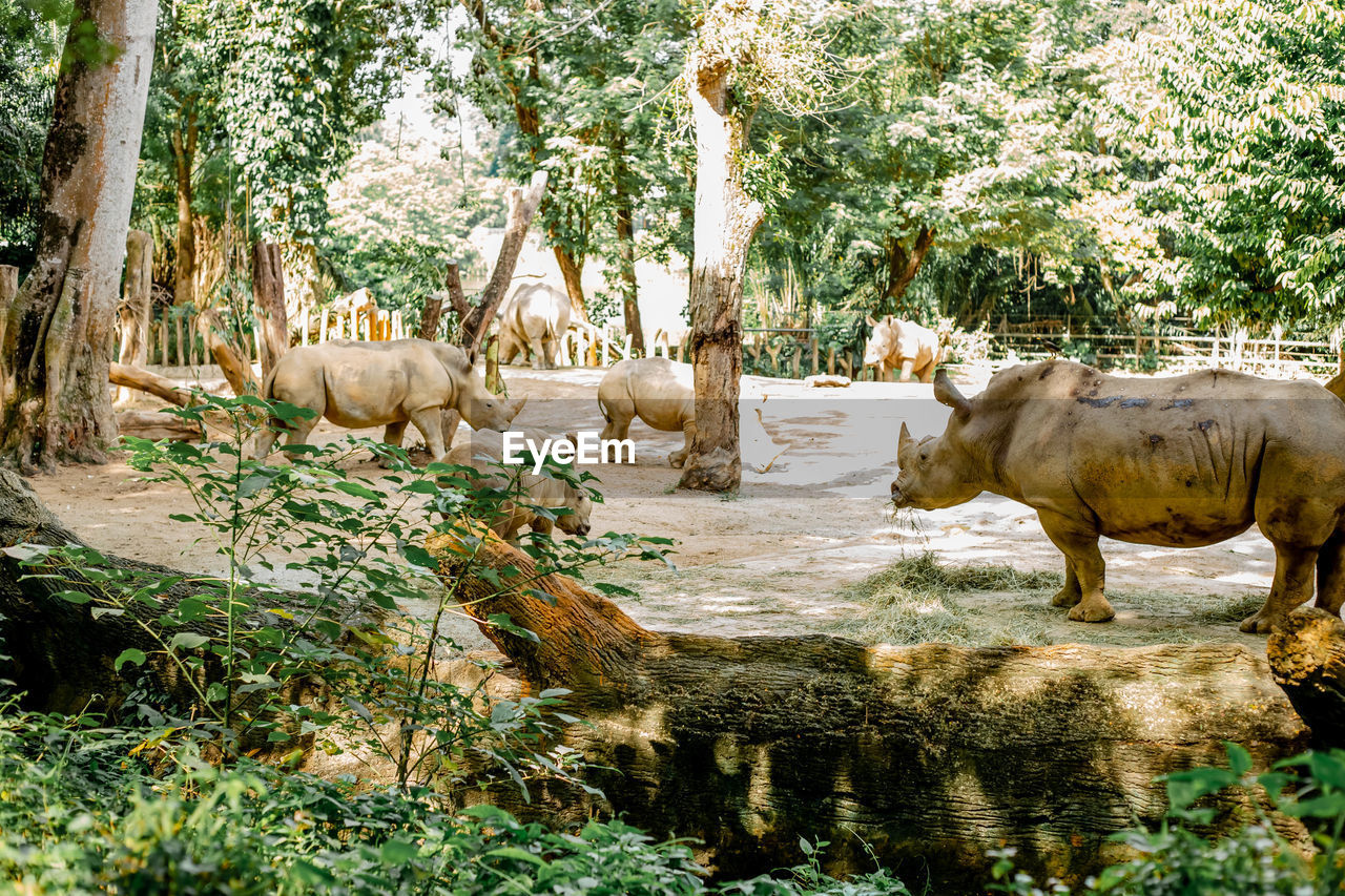 HERD OF A SHEEP IN A FOREST