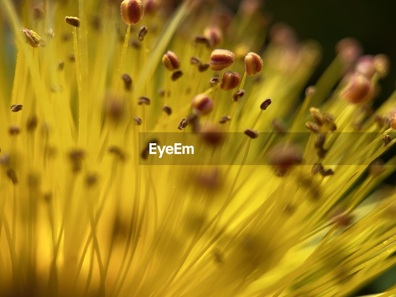 Close up of flower stamens 