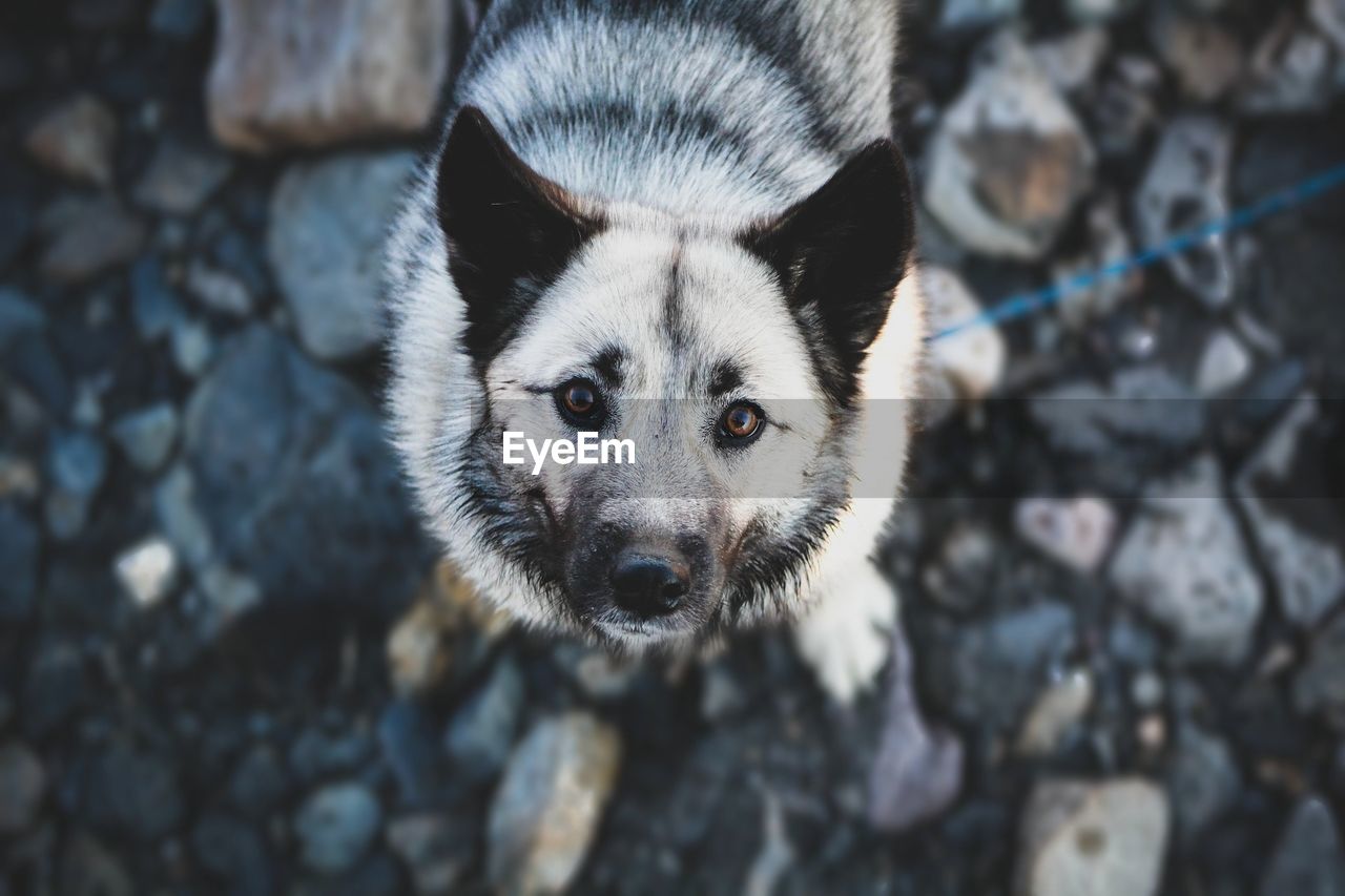 High angle portrait of dog standing on rocks