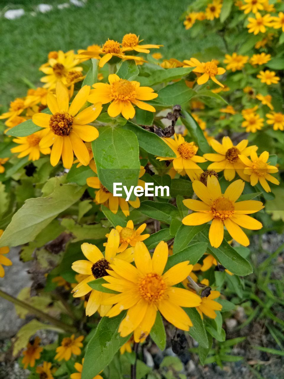 YELLOW FLOWERS BLOOMING OUTDOORS