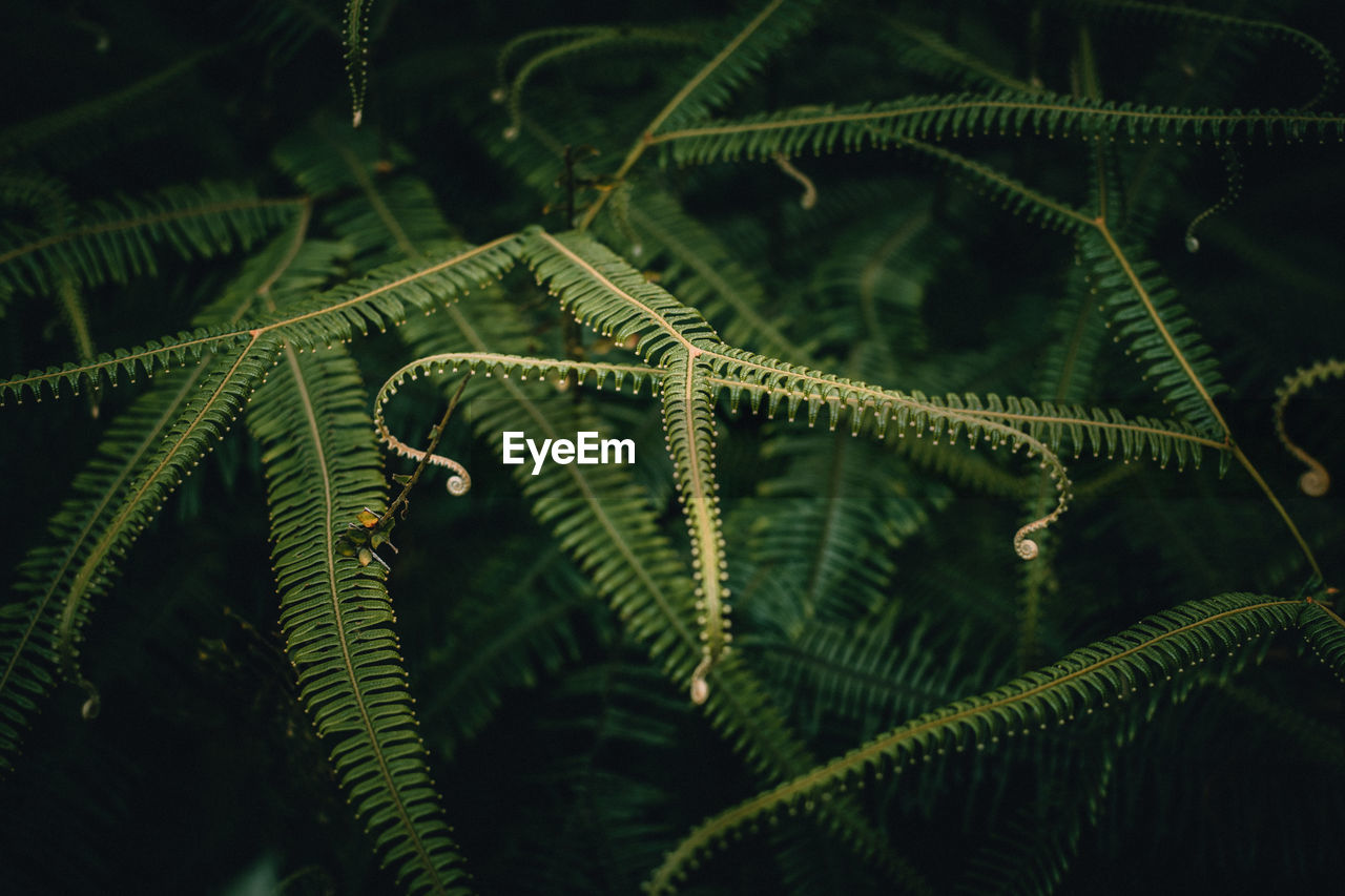 Close-up of ferns growing in forest at night