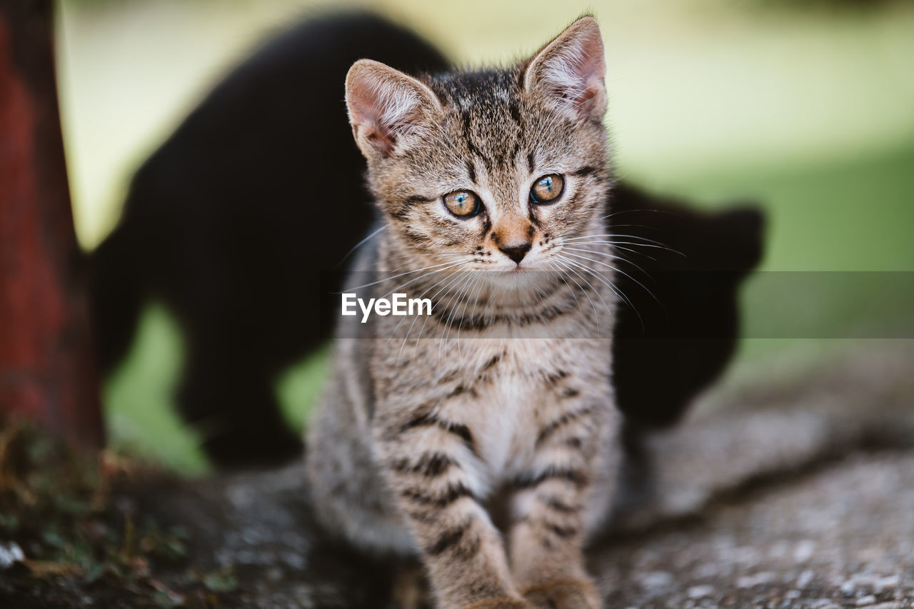 PORTRAIT OF TABBY KITTEN ON CARPET