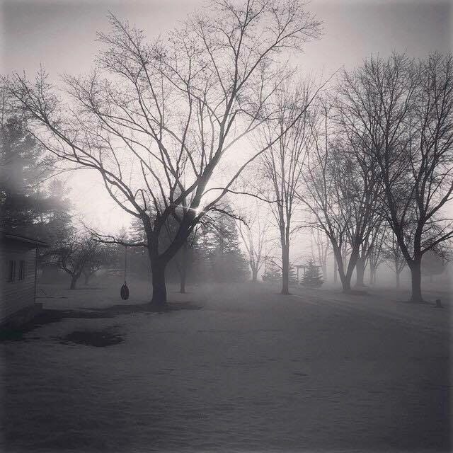 BARE TREES ON LANDSCAPE