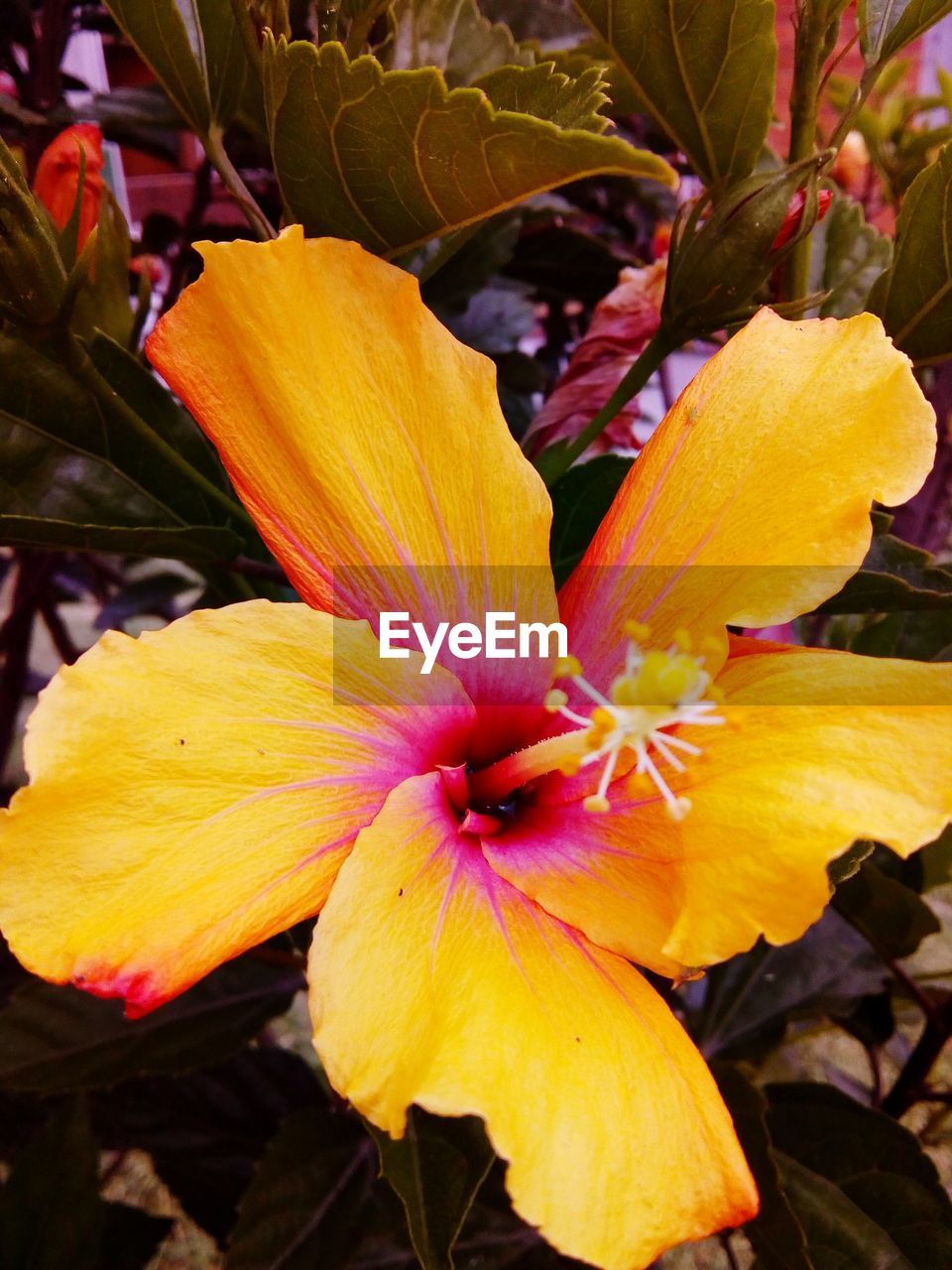 CLOSE-UP OF YELLOW FLOWERS