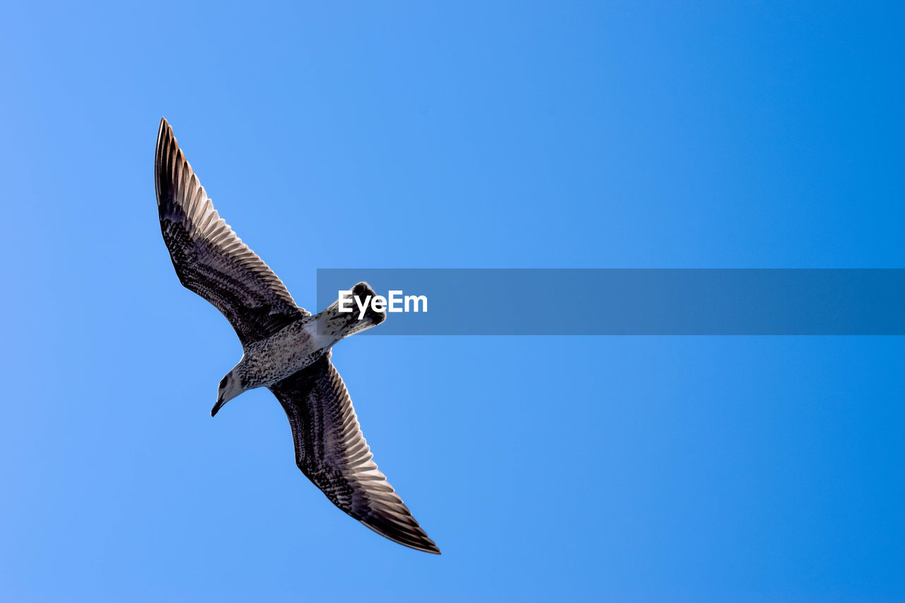 LOW ANGLE VIEW OF EAGLE FLYING AGAINST CLEAR SKY