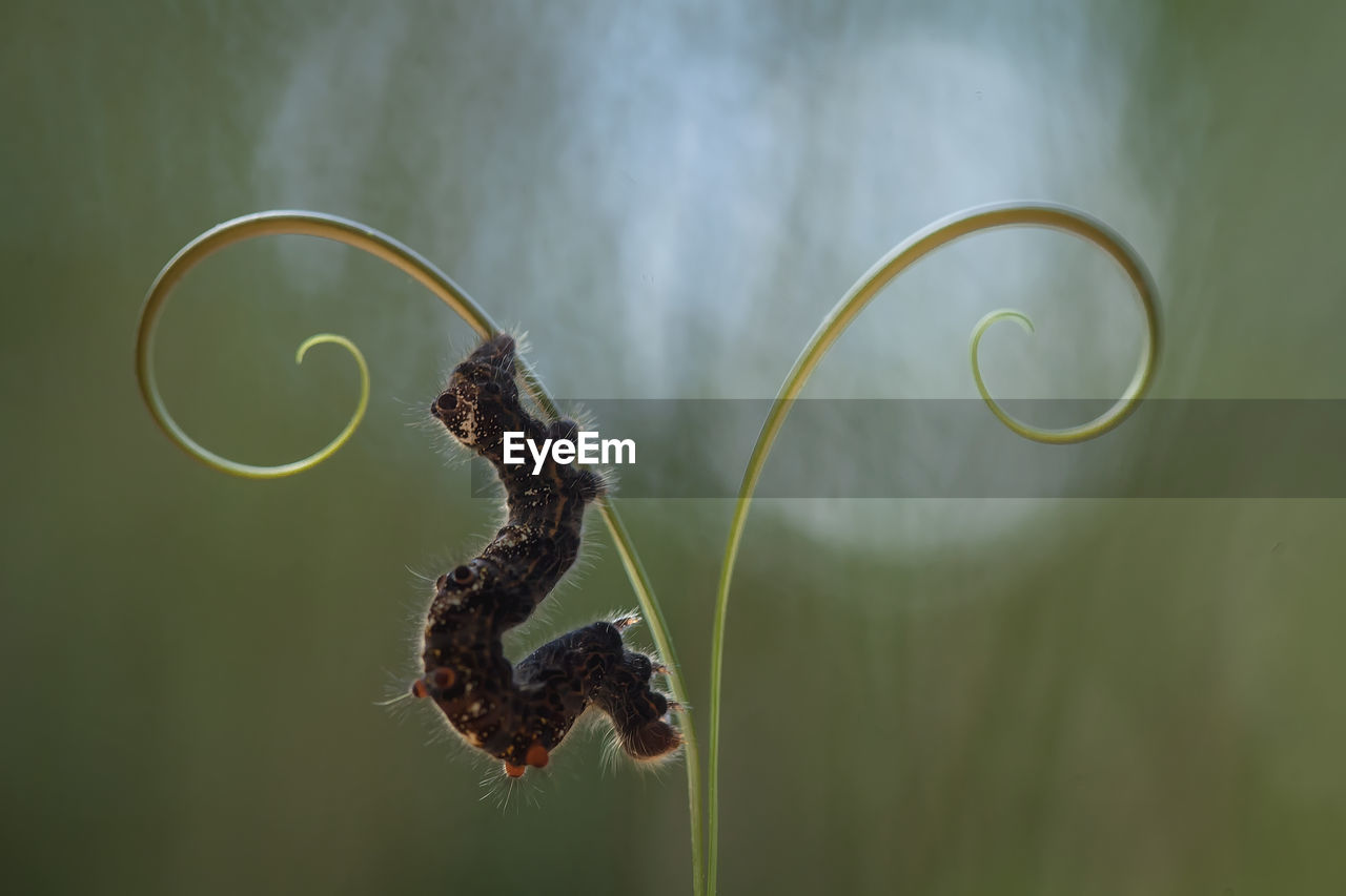 Unique caterpillars on nature place