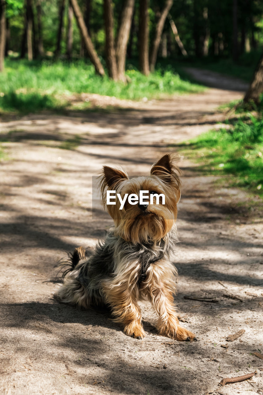 PORTRAIT OF A DOG ON LANDSCAPE